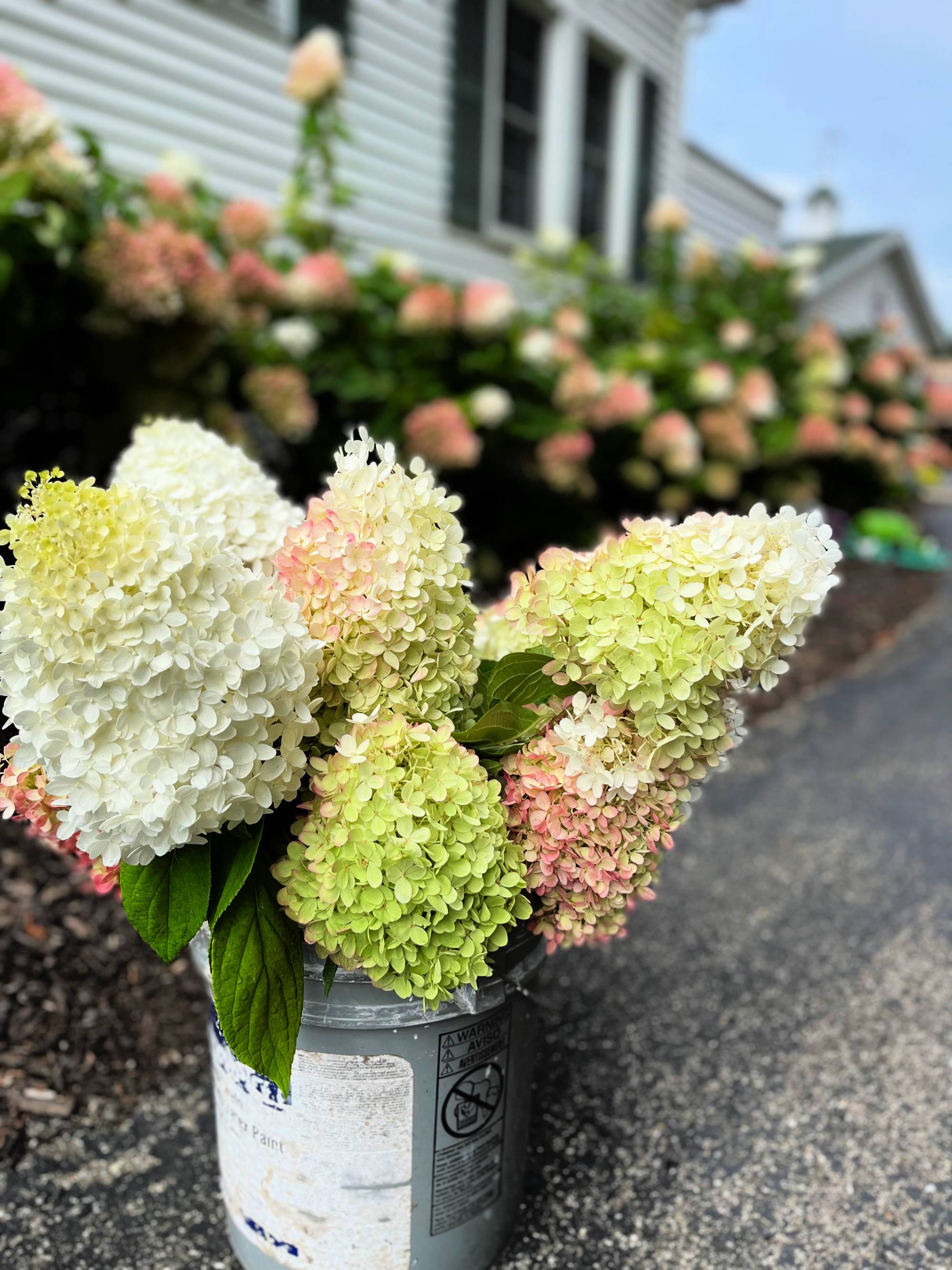 hydrangeas