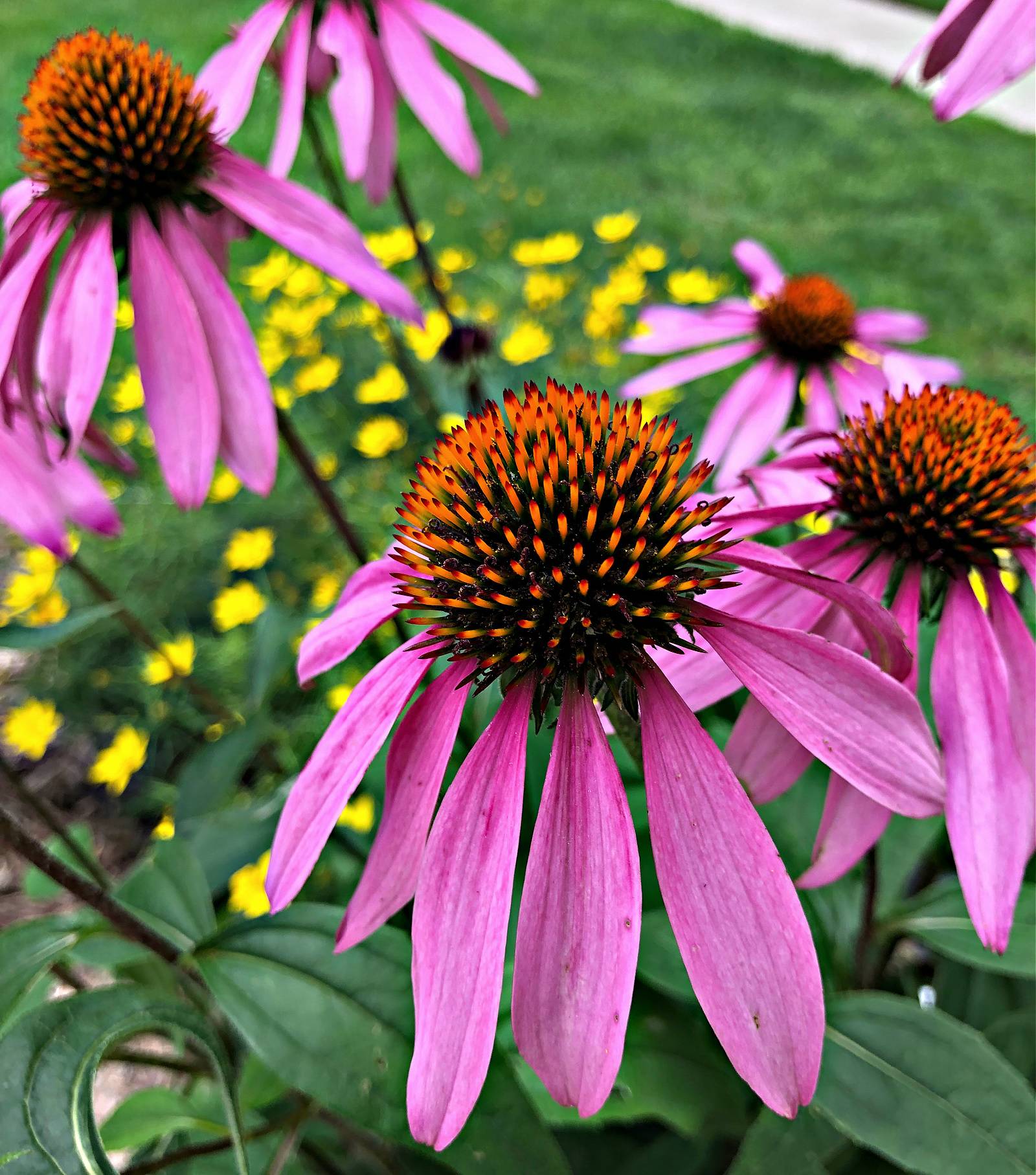 purple cone flower