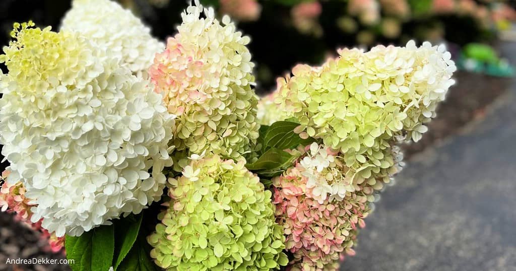 hydrangeas