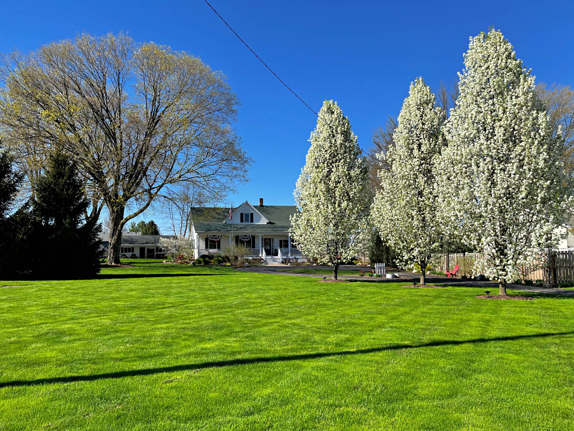 stinky pear trees