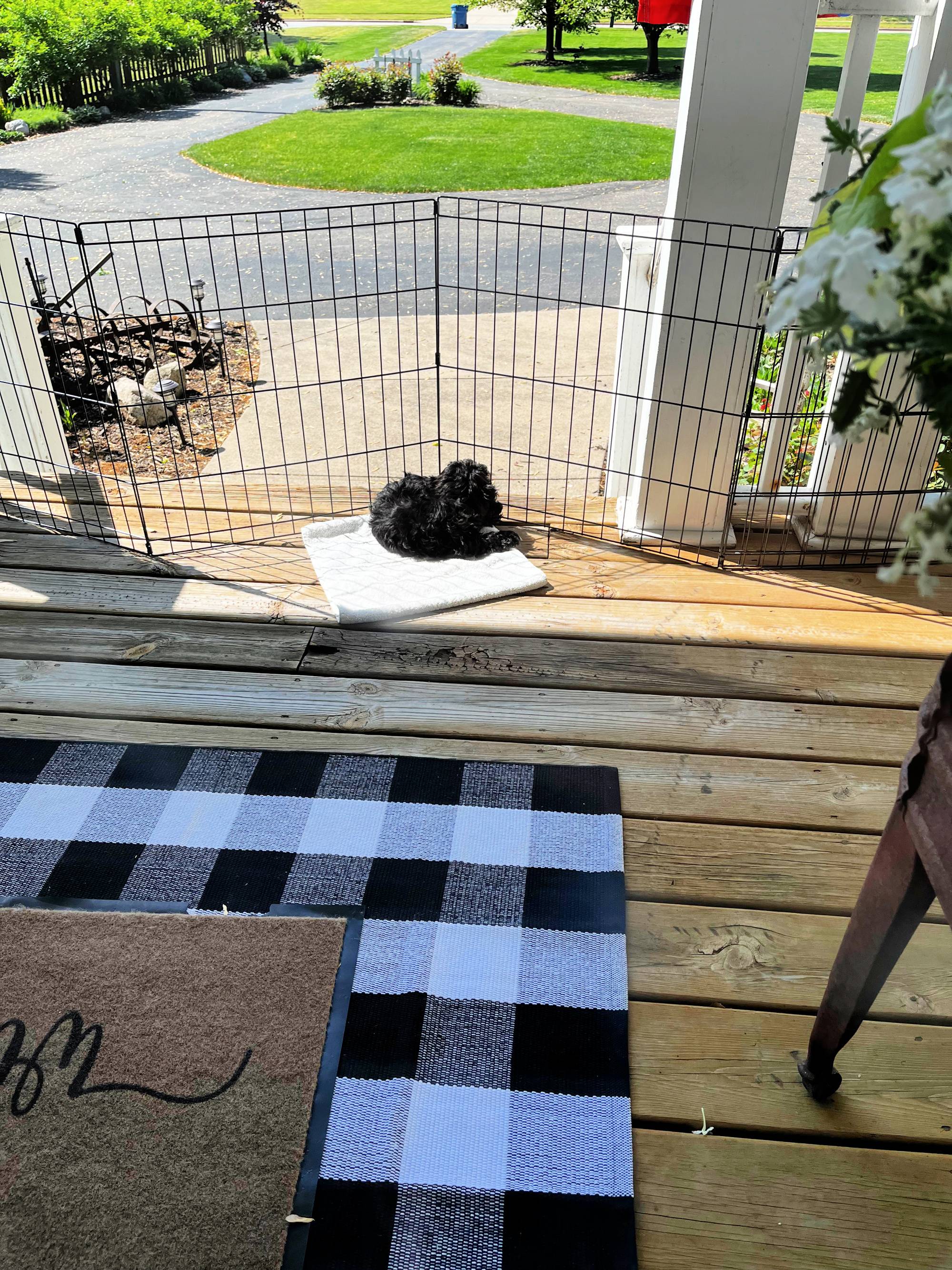 buster on the front porch