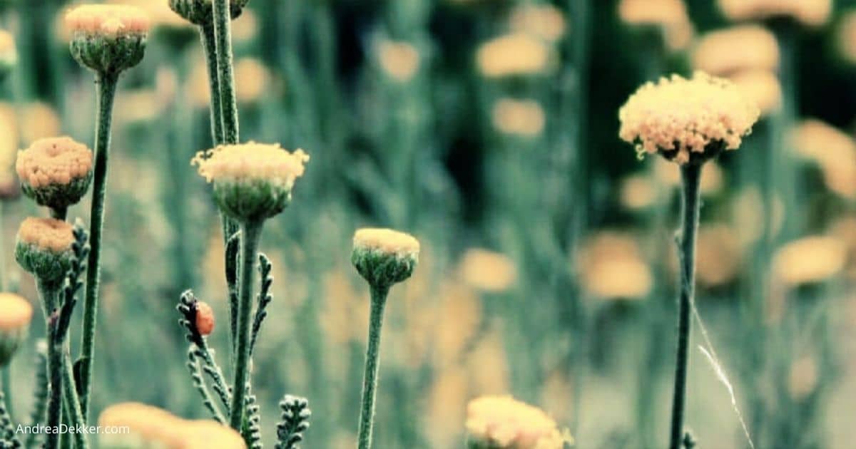 yellow flowers