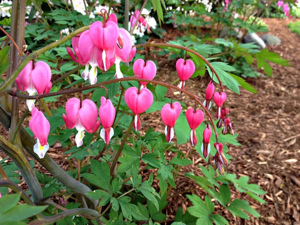 bleeding hearts