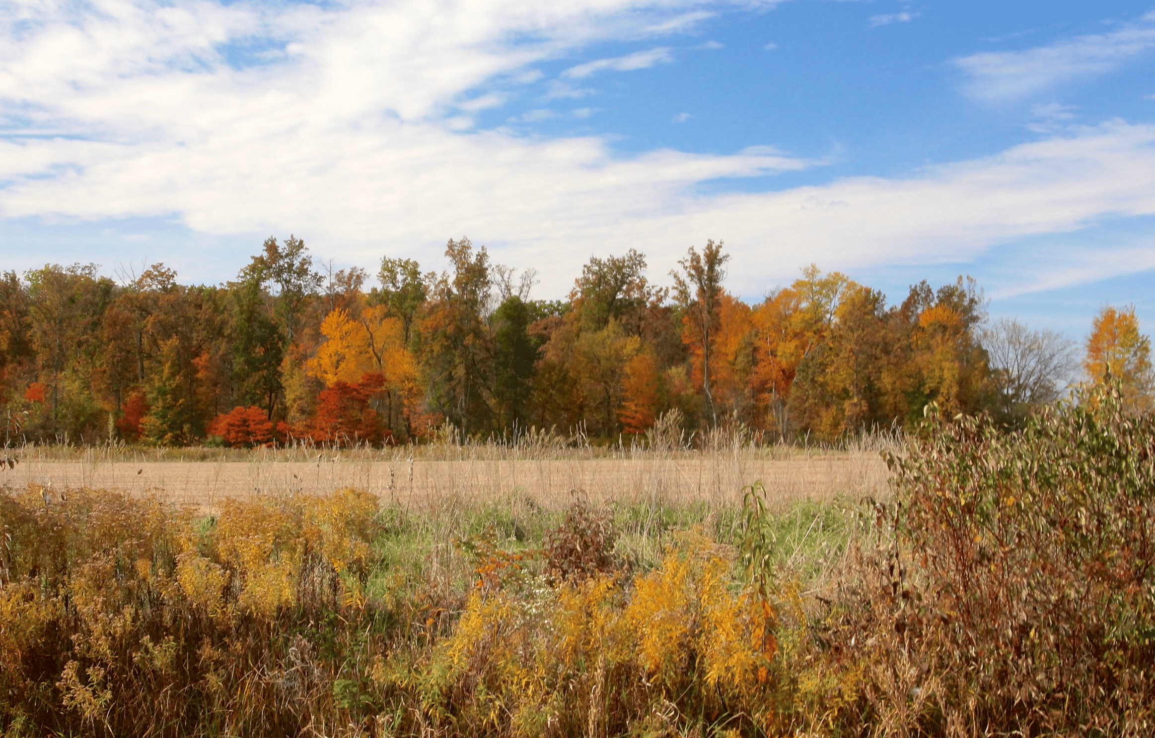 pure michigan