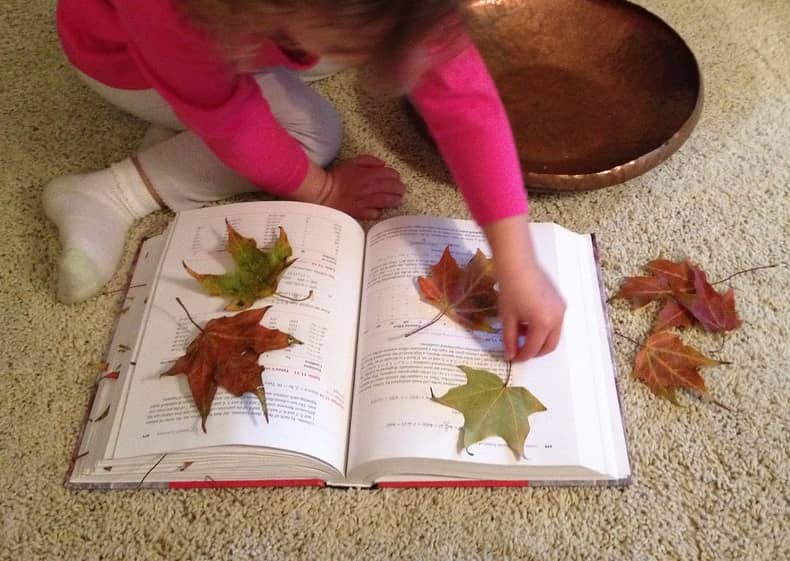pressed leaves
