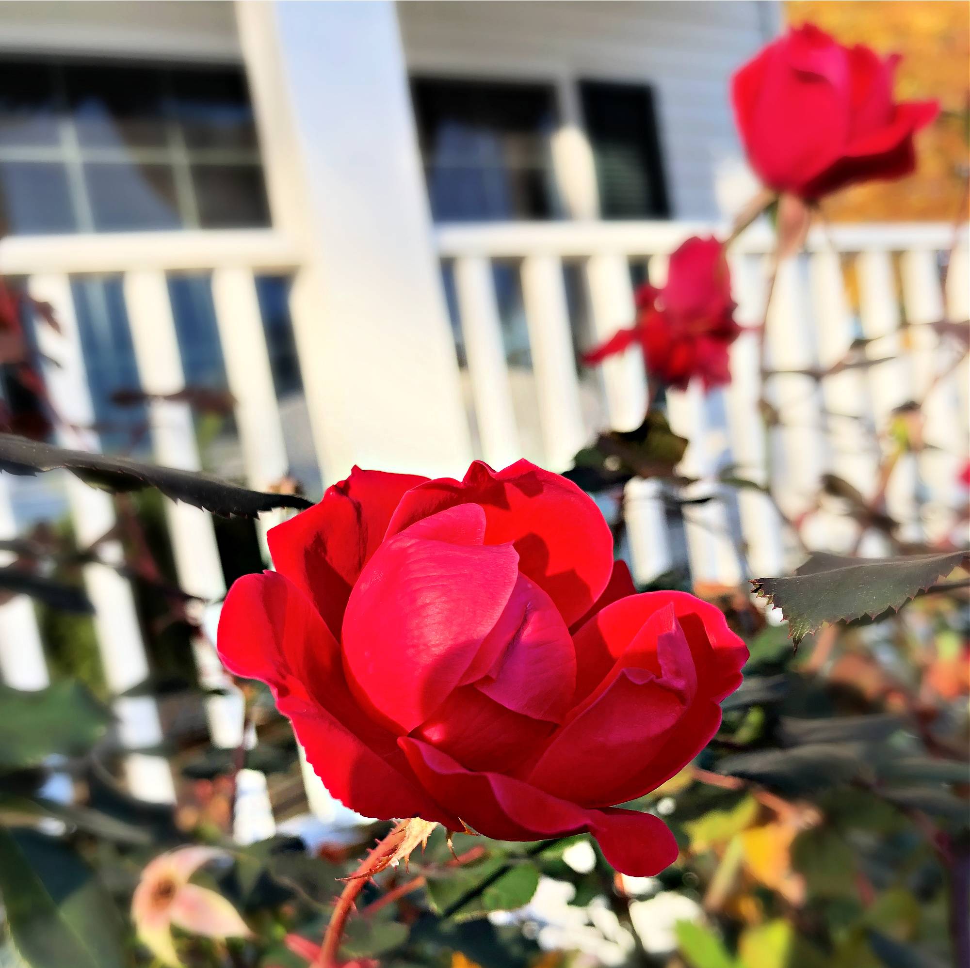 roses in november