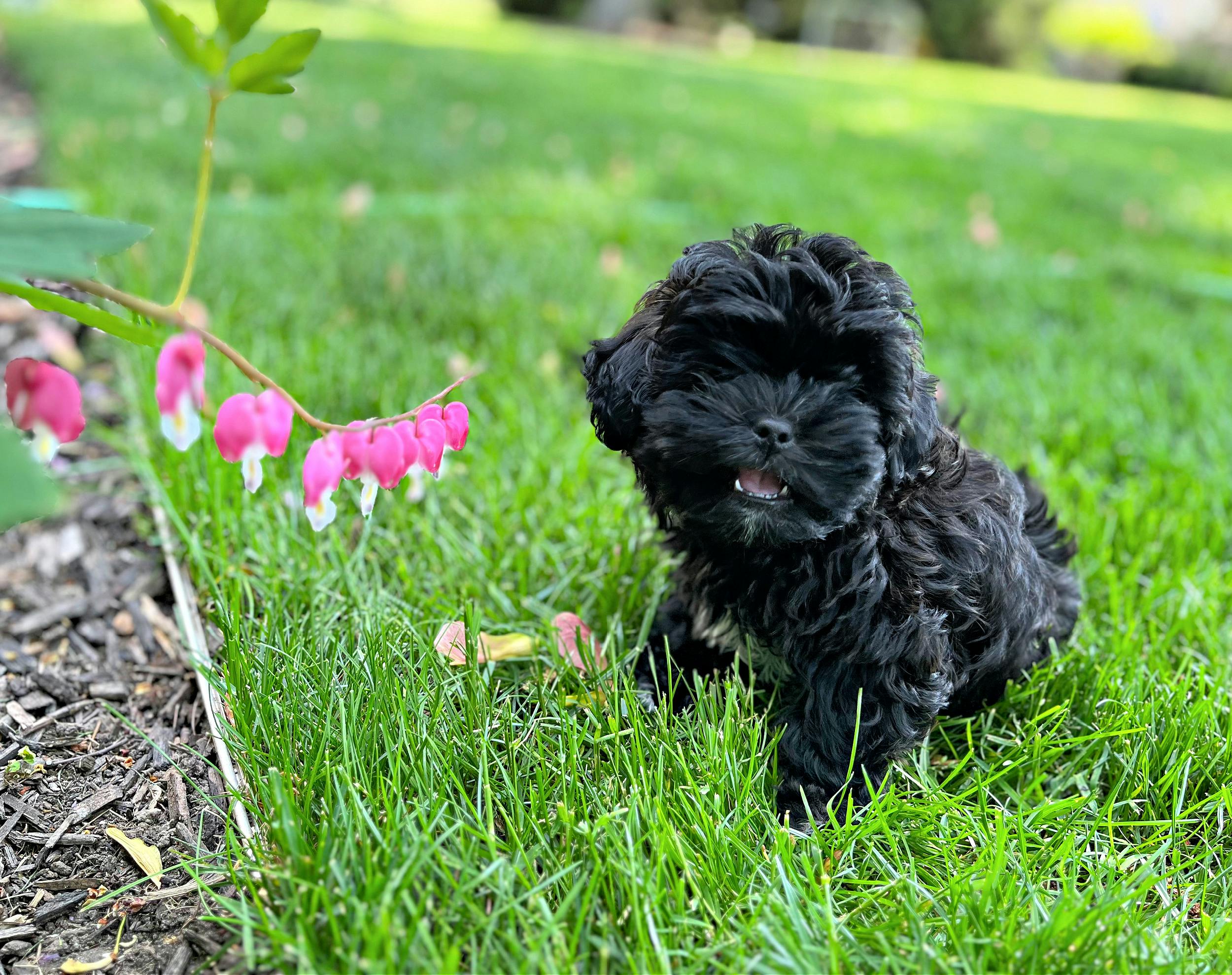 buster and bleeding hearts