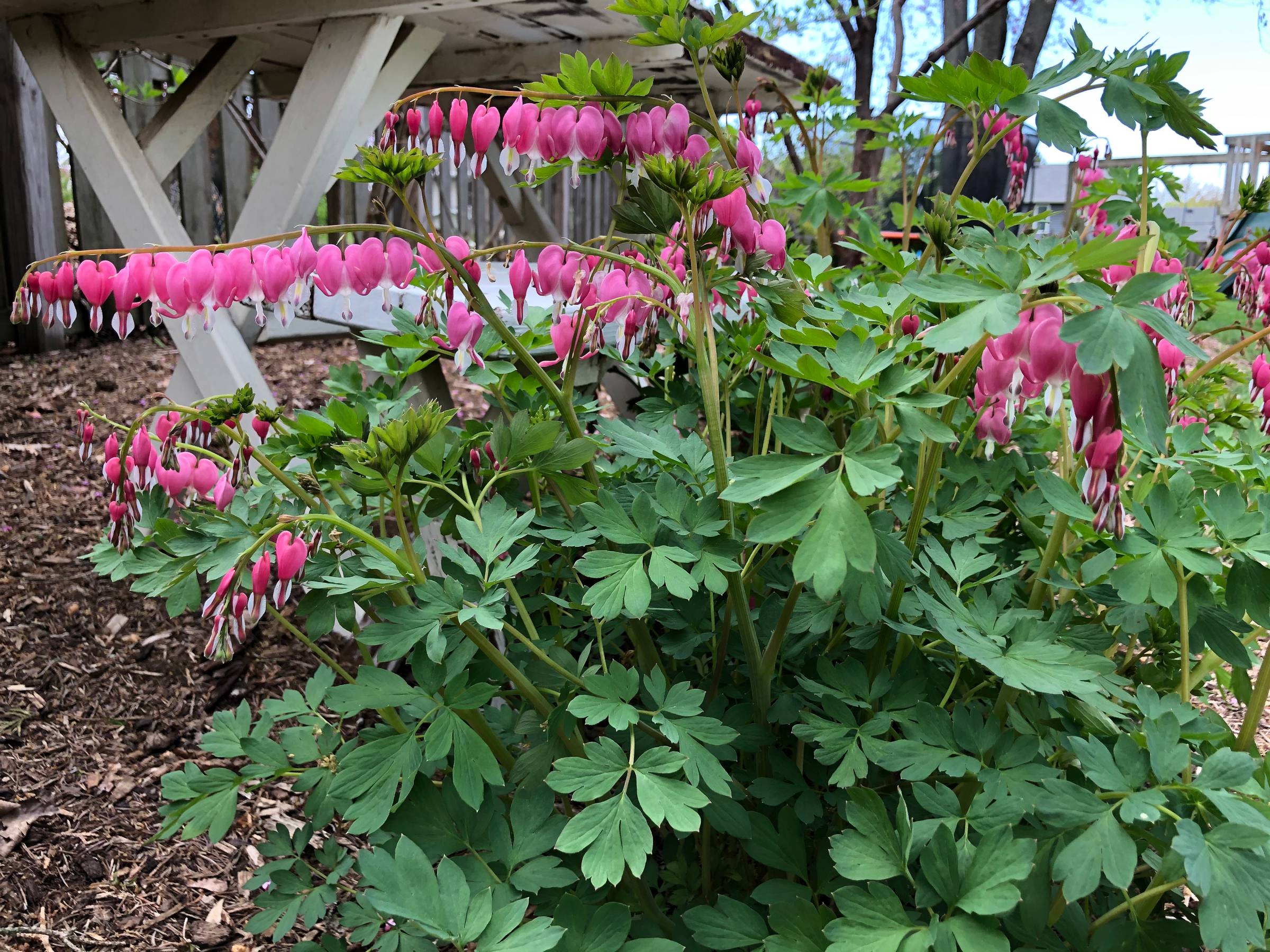 bleeding hearts