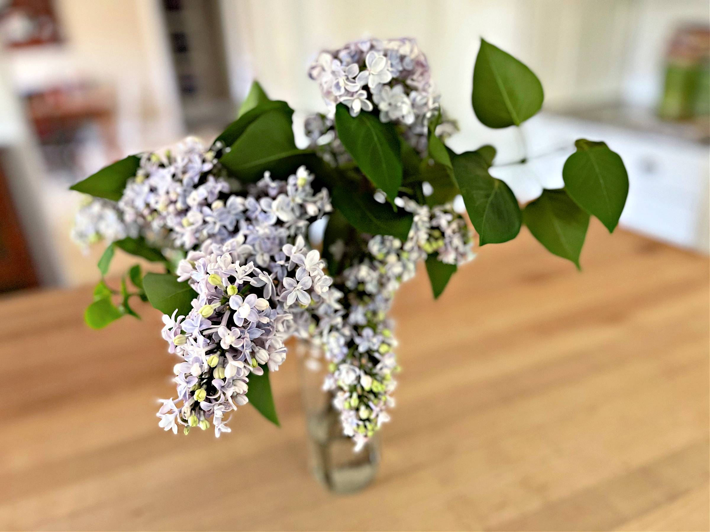 lilacs