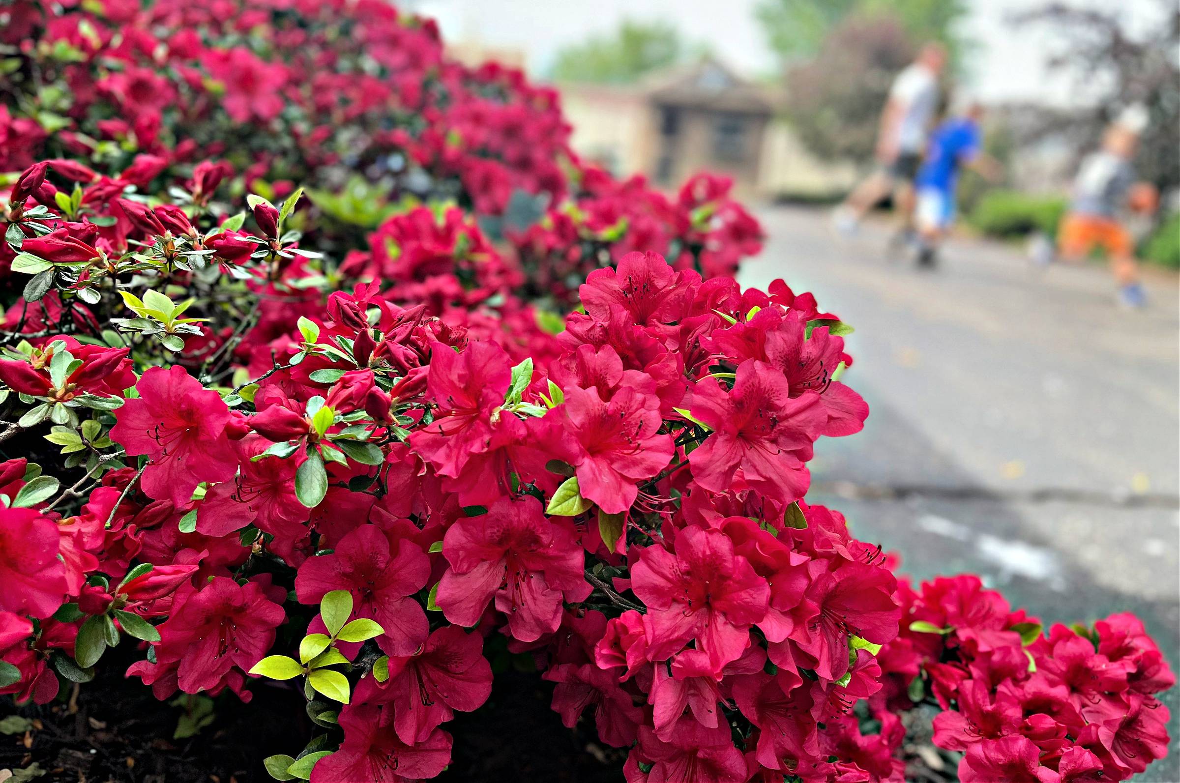 azaleas