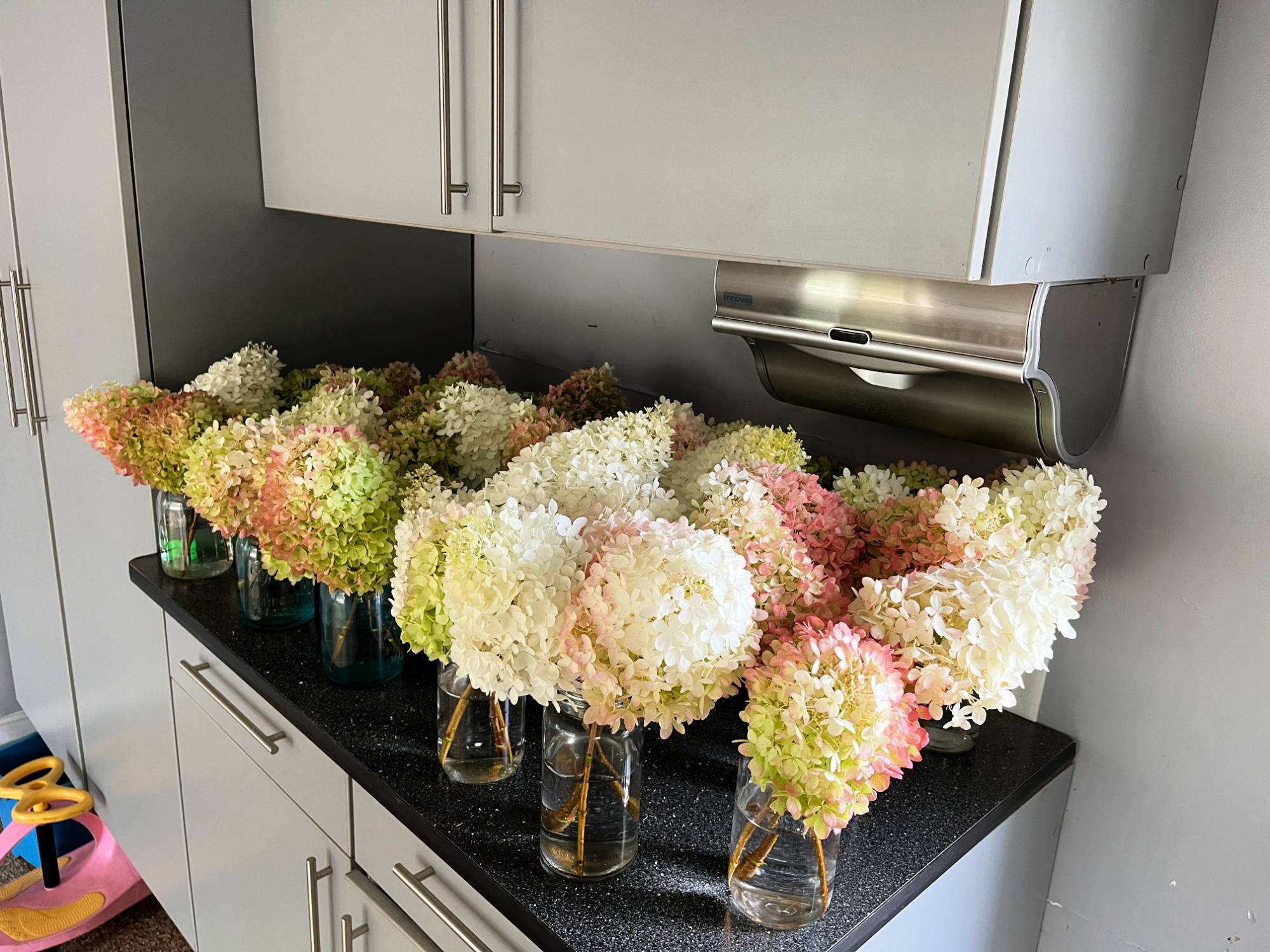 hydrangeas