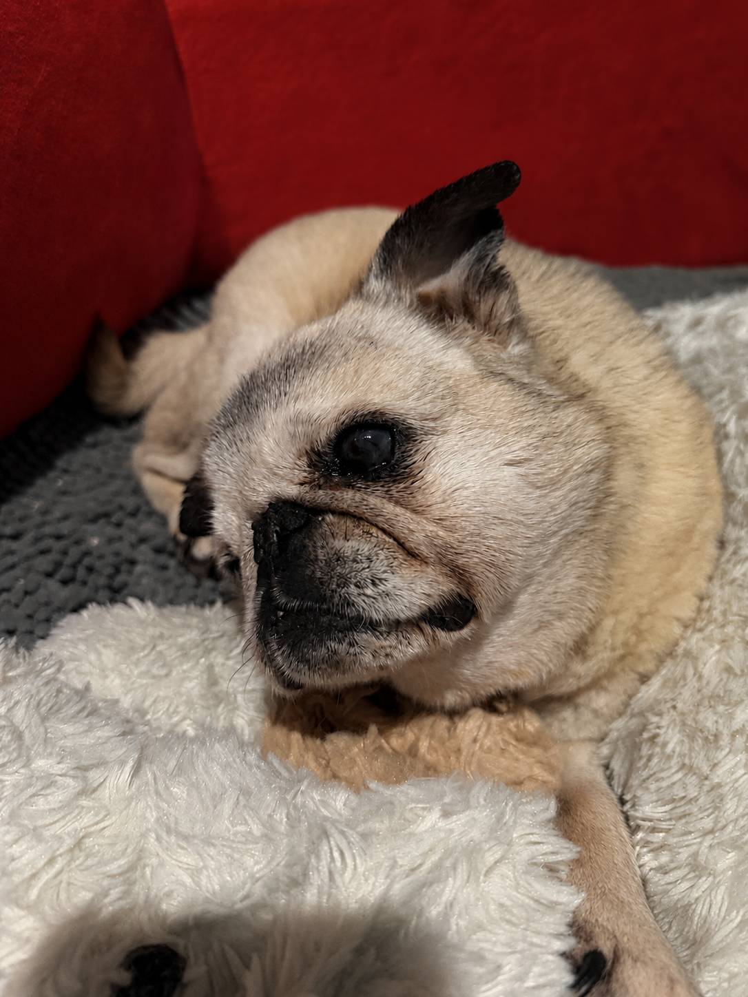 Pug dog with Vestibular Syndrome.