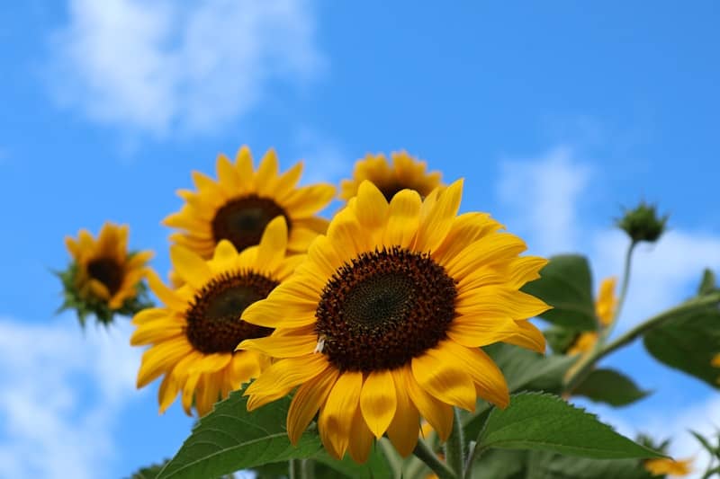 Several vibrant sunflowers bloom against a bright blue sky.