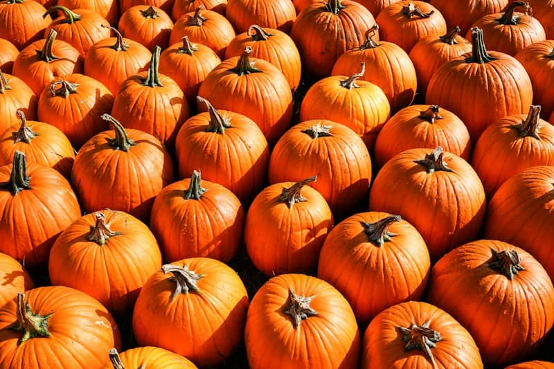 A large group of orange pumpkins arranged closely together in a field