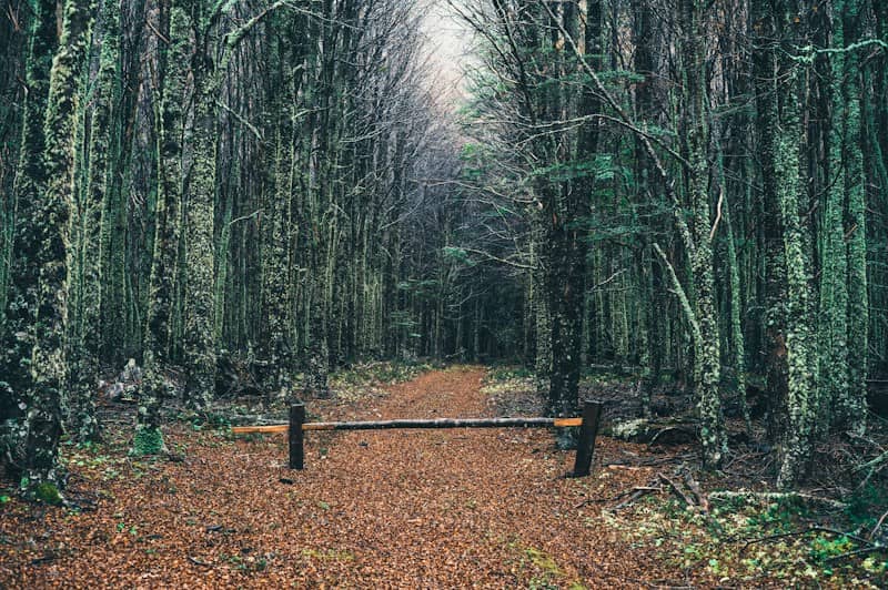 A wooden barrier across a path covered in fallen leaves in a mossy forest