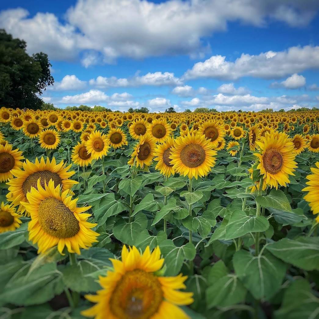 Sunflower fields in Kansas