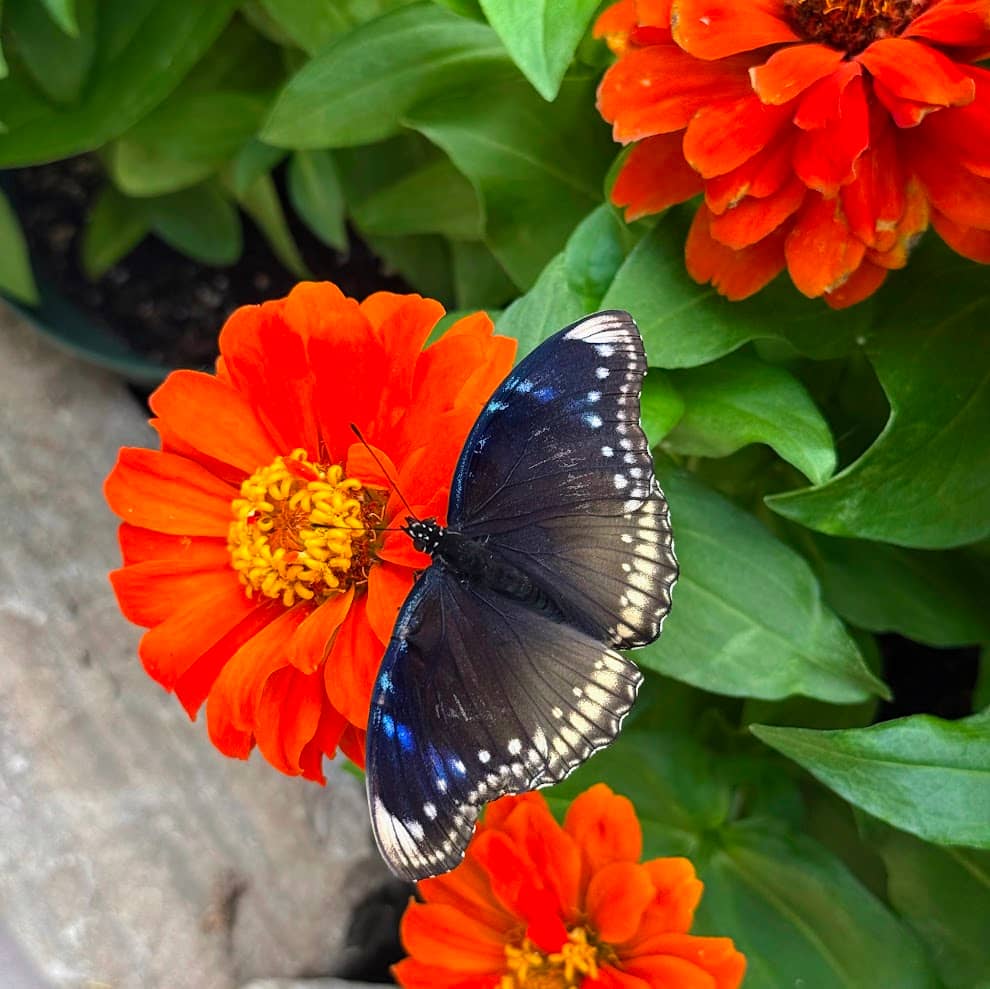 Butterflies at Powell Gardens 