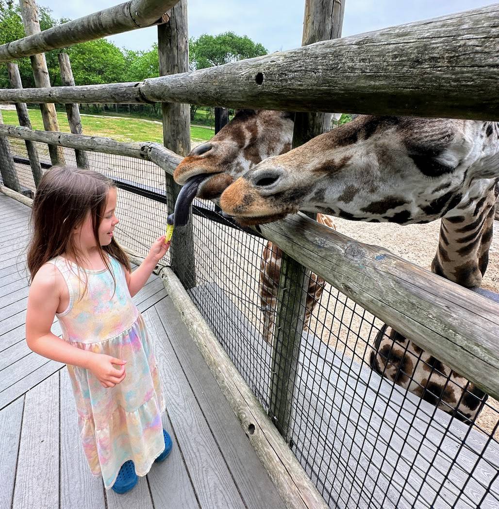 a girl feeding a giraffe in Springfield, MO, a great weekend trip from Kansas City
