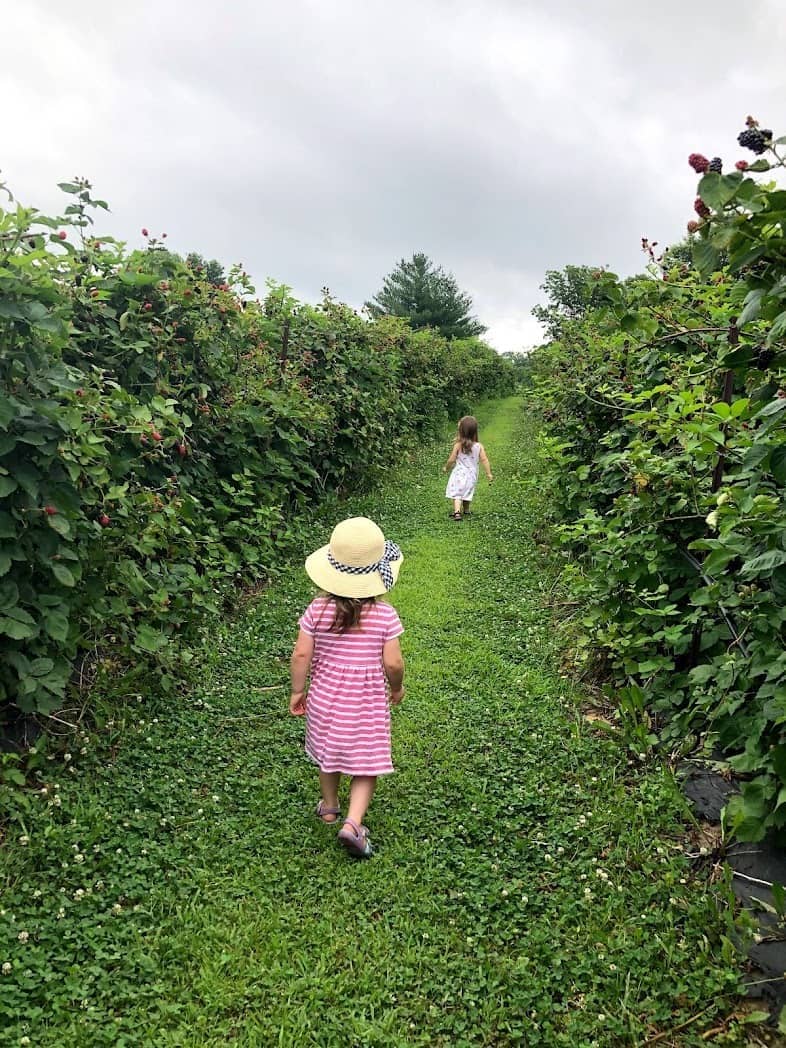 Berry picking with my twins