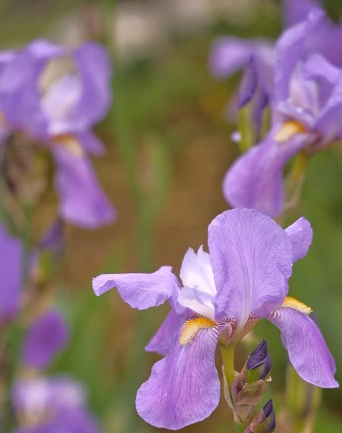 A bunch of purple flowers that are in the grass