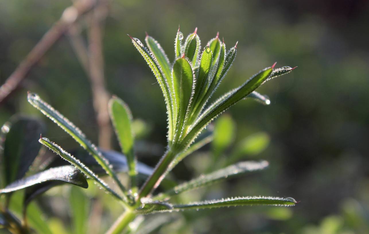 Cleavers Benefits and Uses for Herbal Health