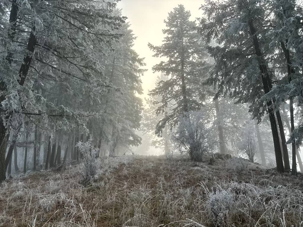 Our herbal homestead farm