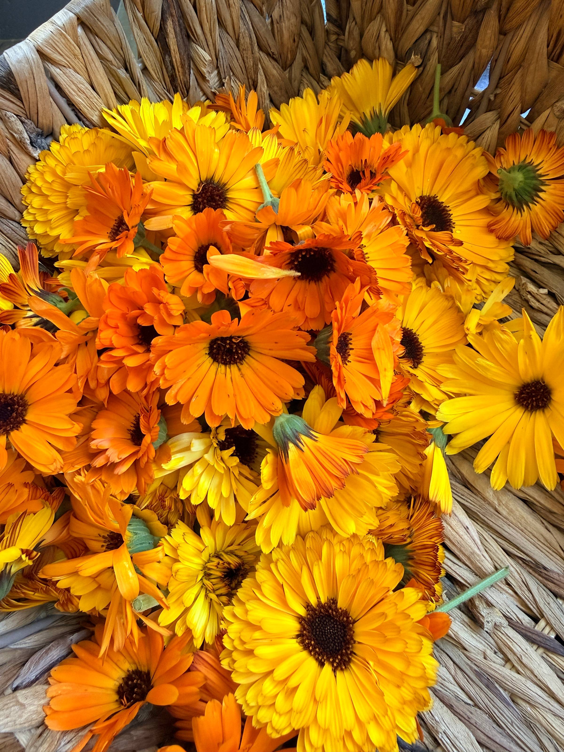 Calendula flowers from the garden