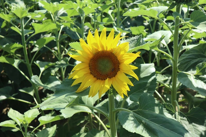 A sunflower in a field of green leaves