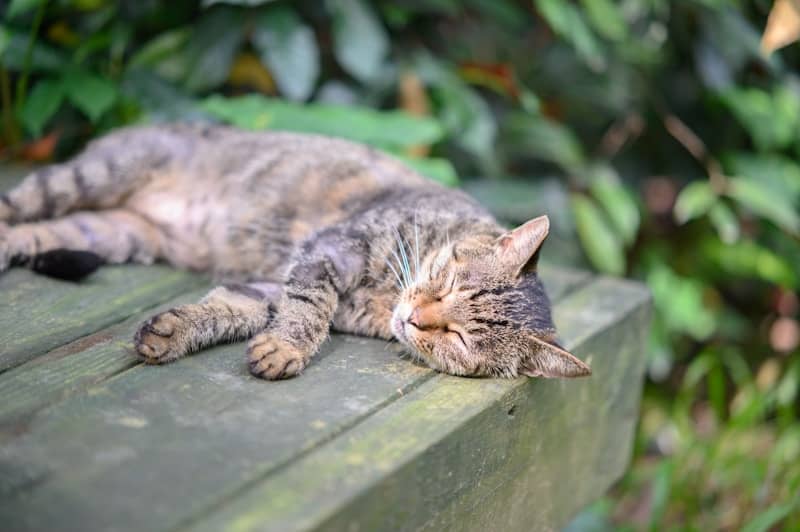 A tabby cat sleeping on a weathered wooden bench in a garden.