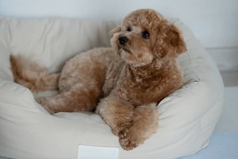 Better house and pet sits start with just one conversation. Find out more. 