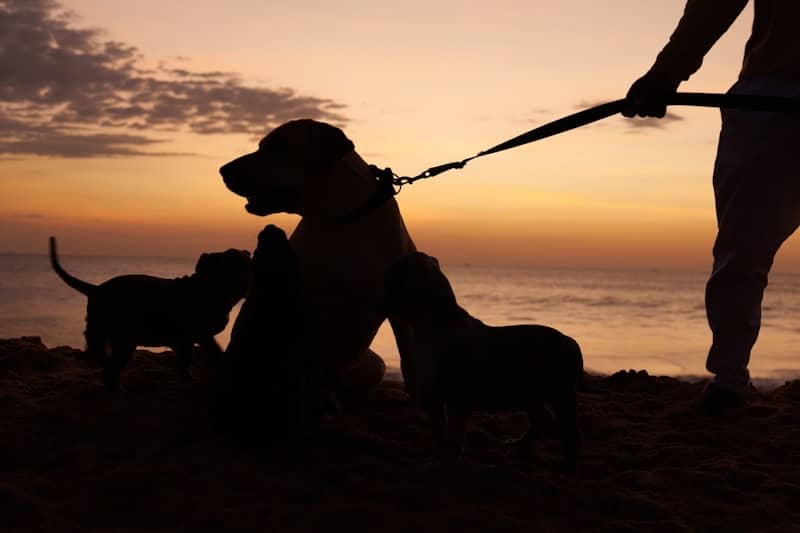 Silhouette of dogs and person on beach at sunset