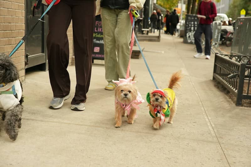 Three small dogs in colorful outfits walking on leashes with their owners on a city sidewalk