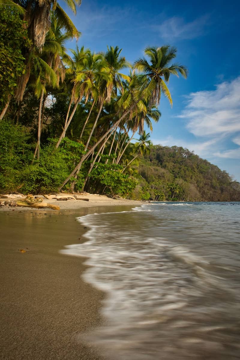 Palm trees sway on a sandy beach.