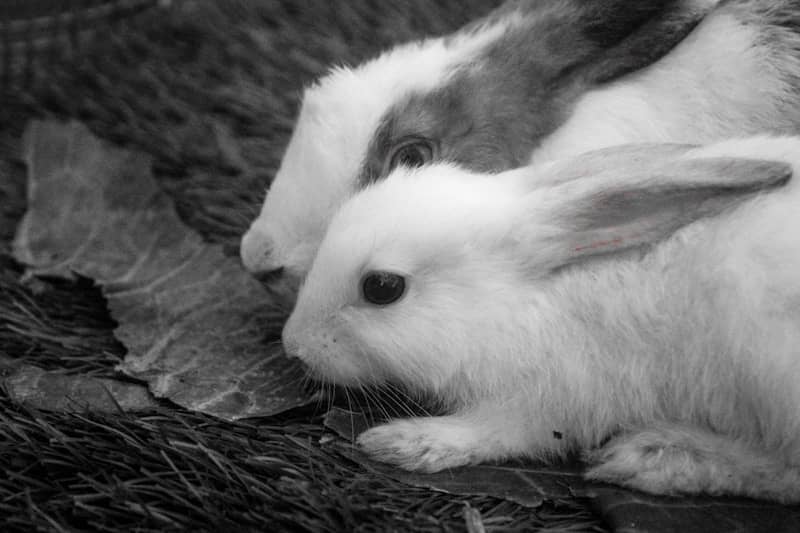 Two rabbits eating a leaf on hay.