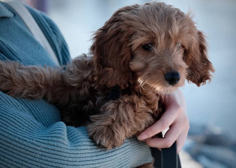 A fluffy brown puppy held by a person.