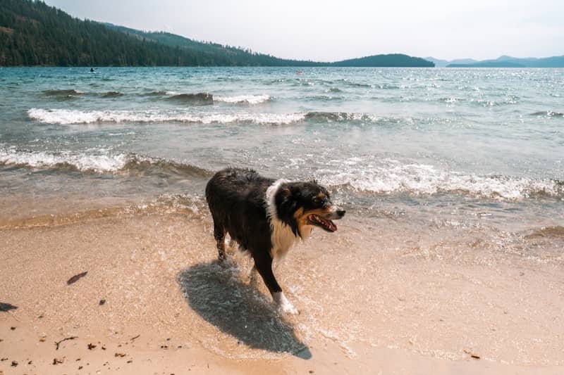 A dog walks in shallow water on a sandy beach.