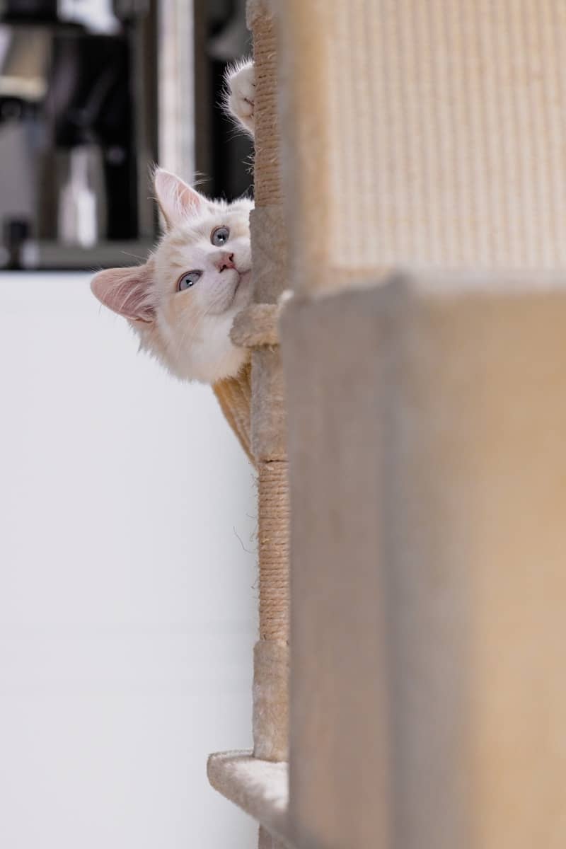 A white cat peeking out from behind a scratching post