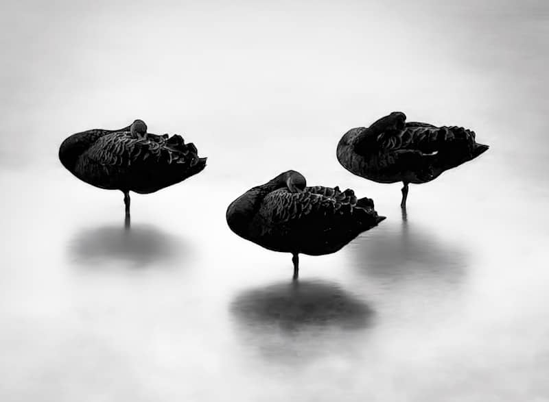 Black Swan Events