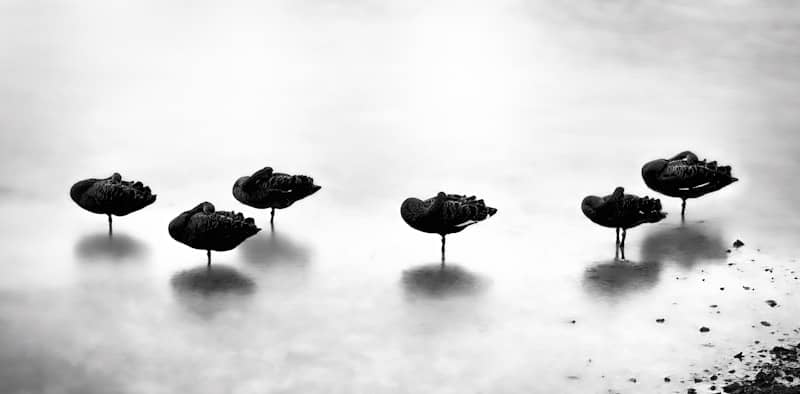 Several black birds rest on a calm body of water.