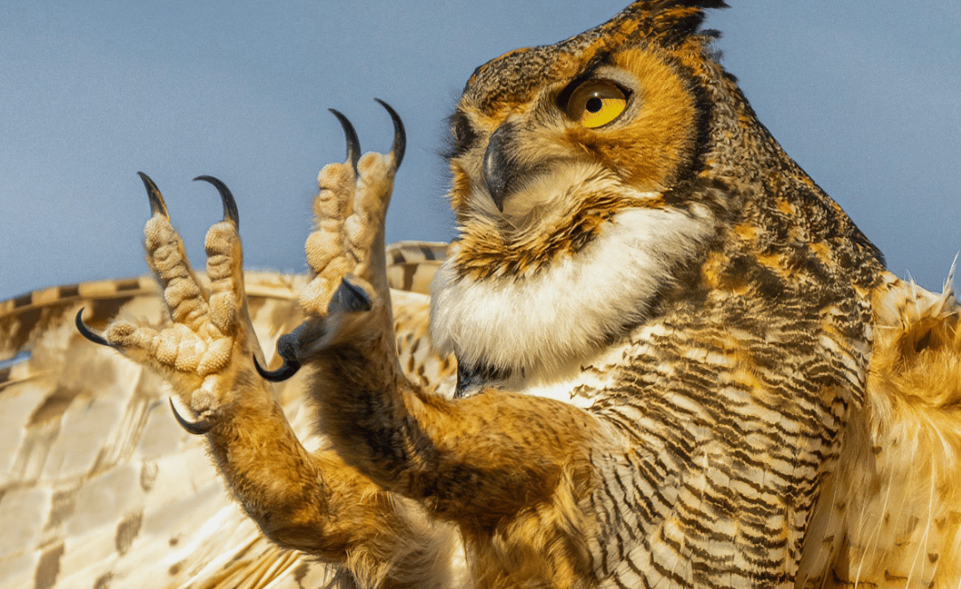 An owl sprawling it's talons