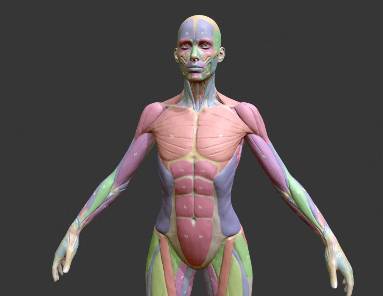 pastel colored muscle model diagram that looks more android than human