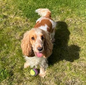 Hetty the spaniel in the sunshine