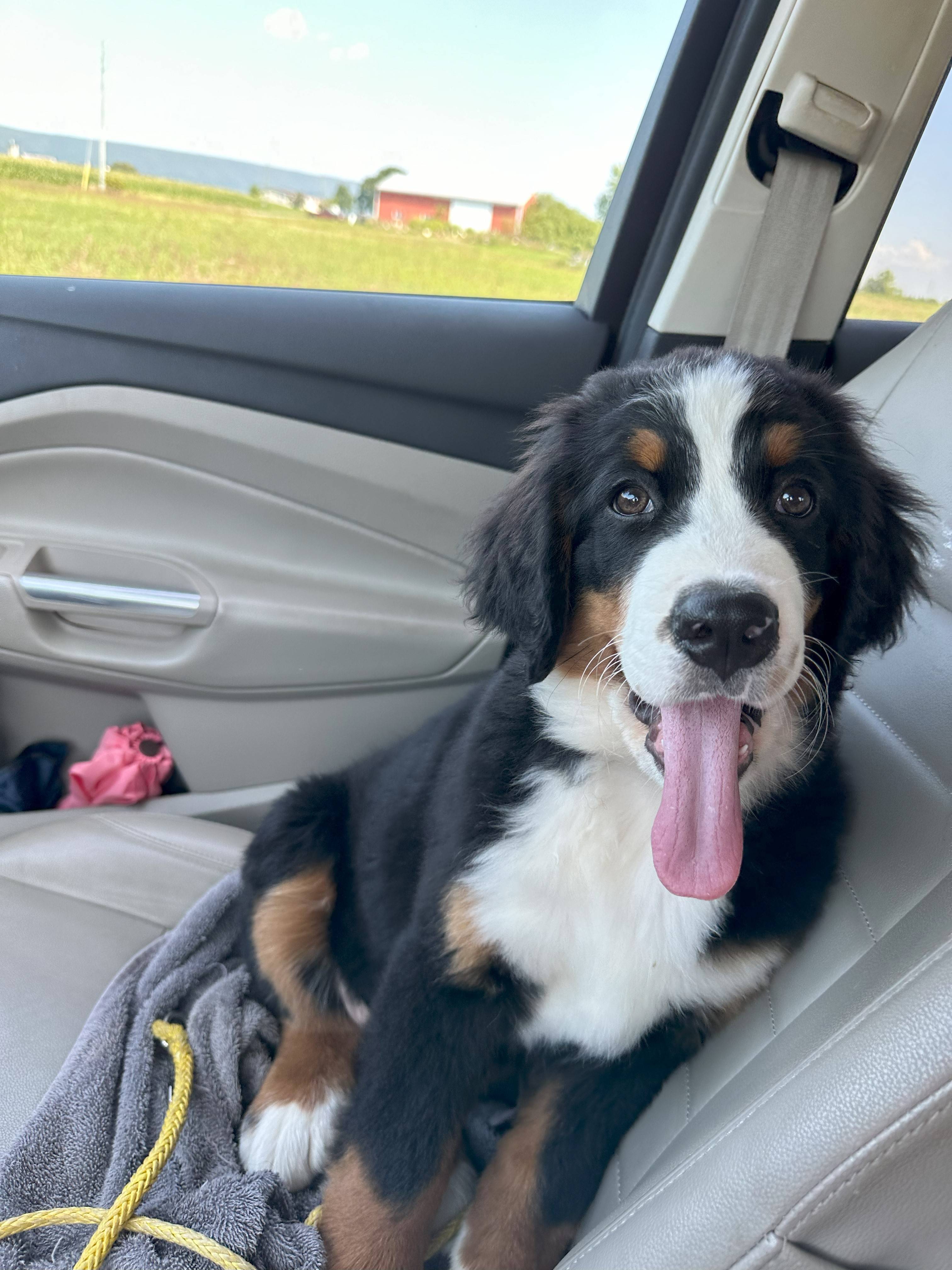 Bernese mountain dog puppy riding in the car