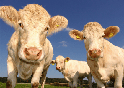 Cows looking at the camera