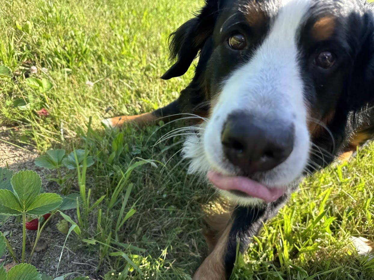 Dog licking his lips near a strawberry patch