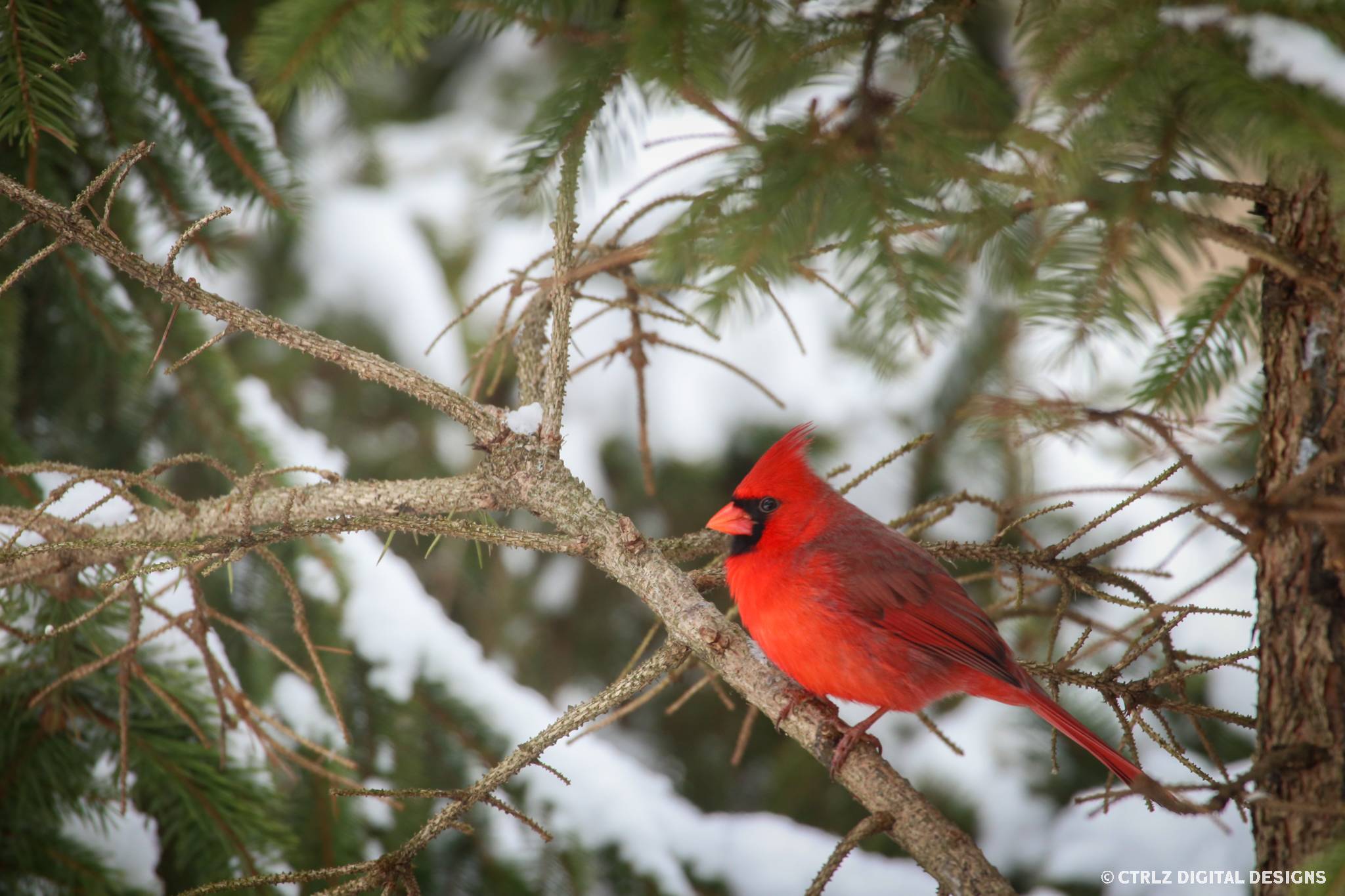 A beautiful red male northern cardinal sits on the branch of a pine tree in winter
