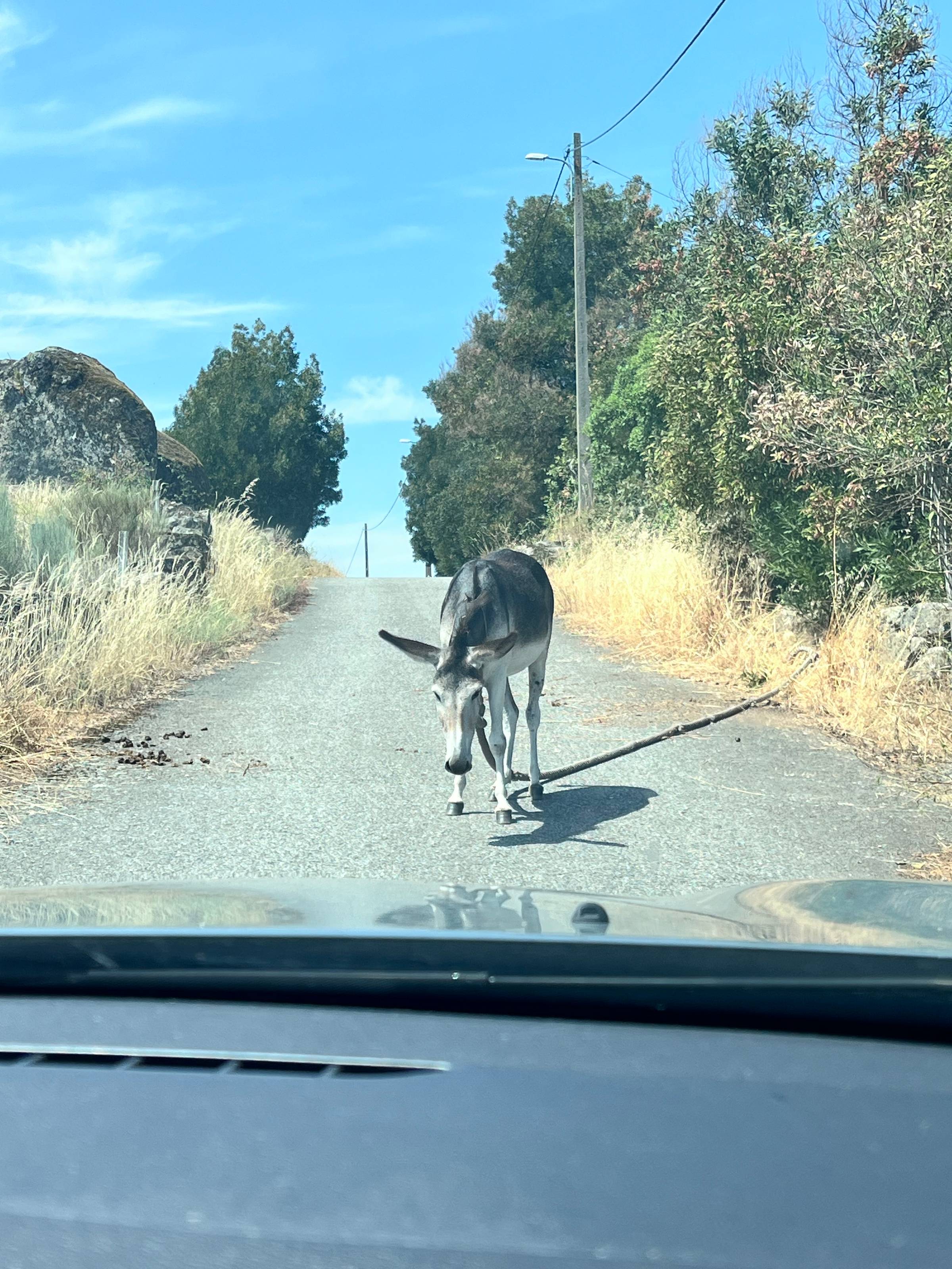 Donkey standing in the middle of the road 