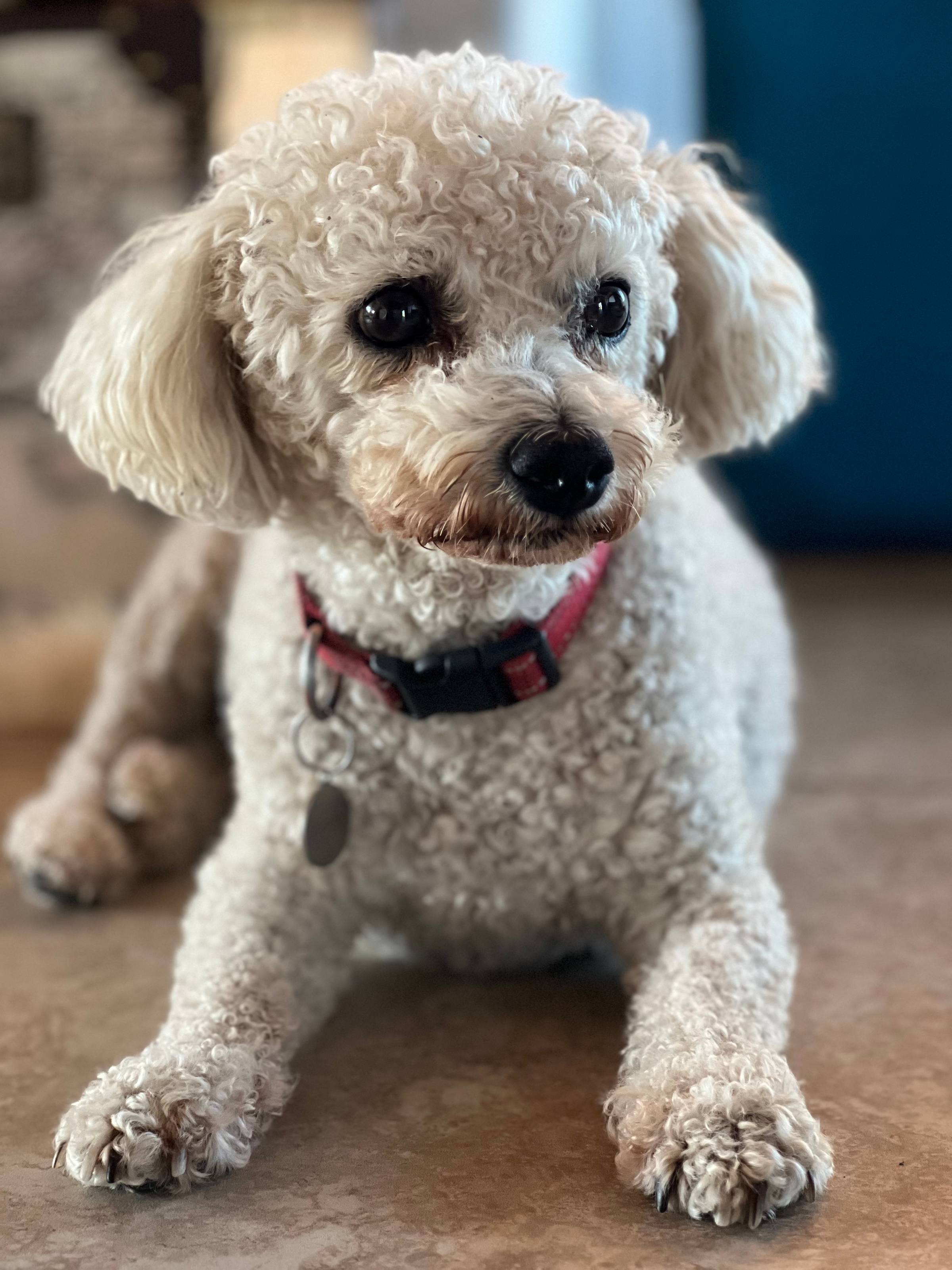 bichon frise dog sitting 