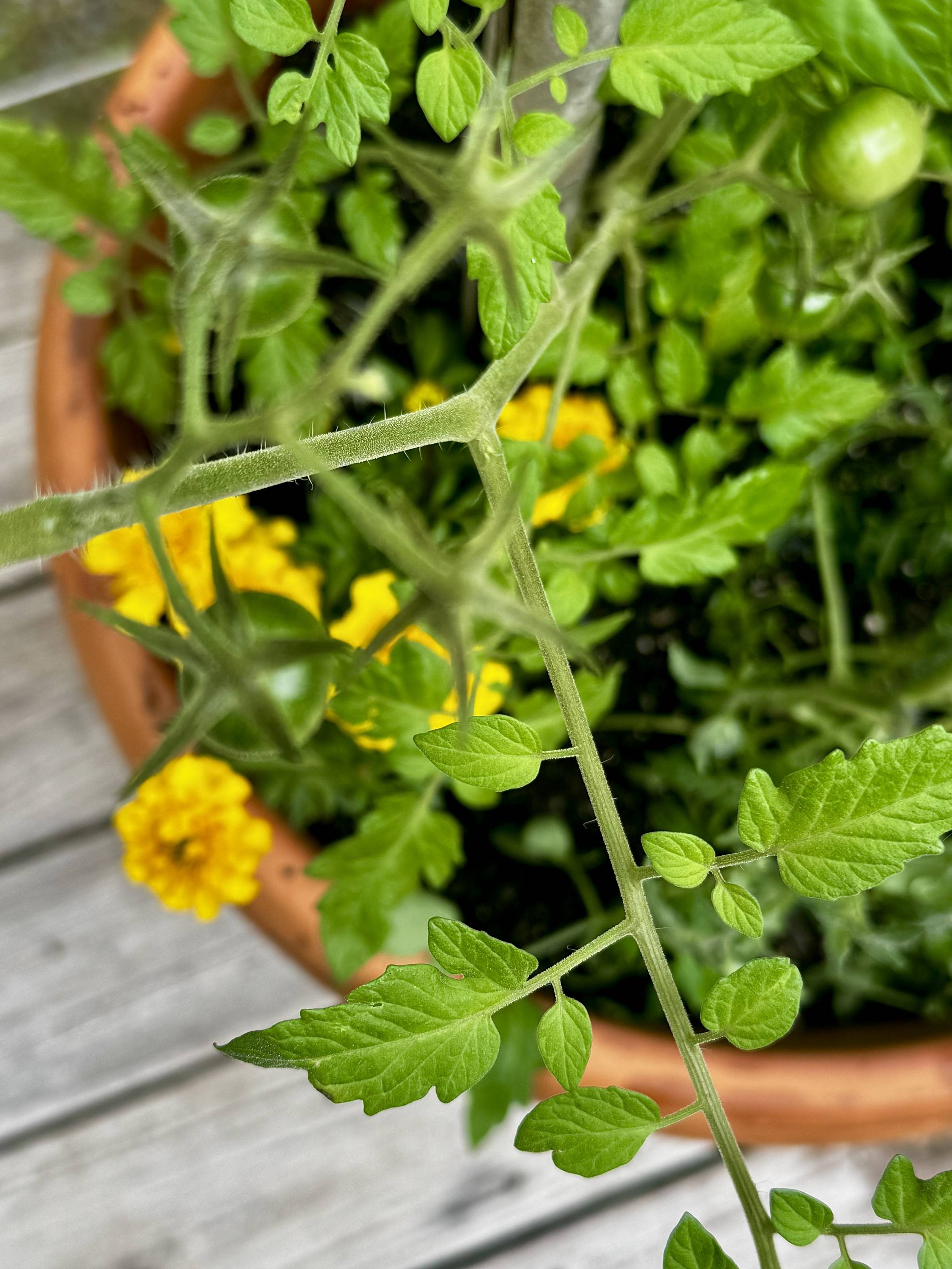 Tomato Container Garden