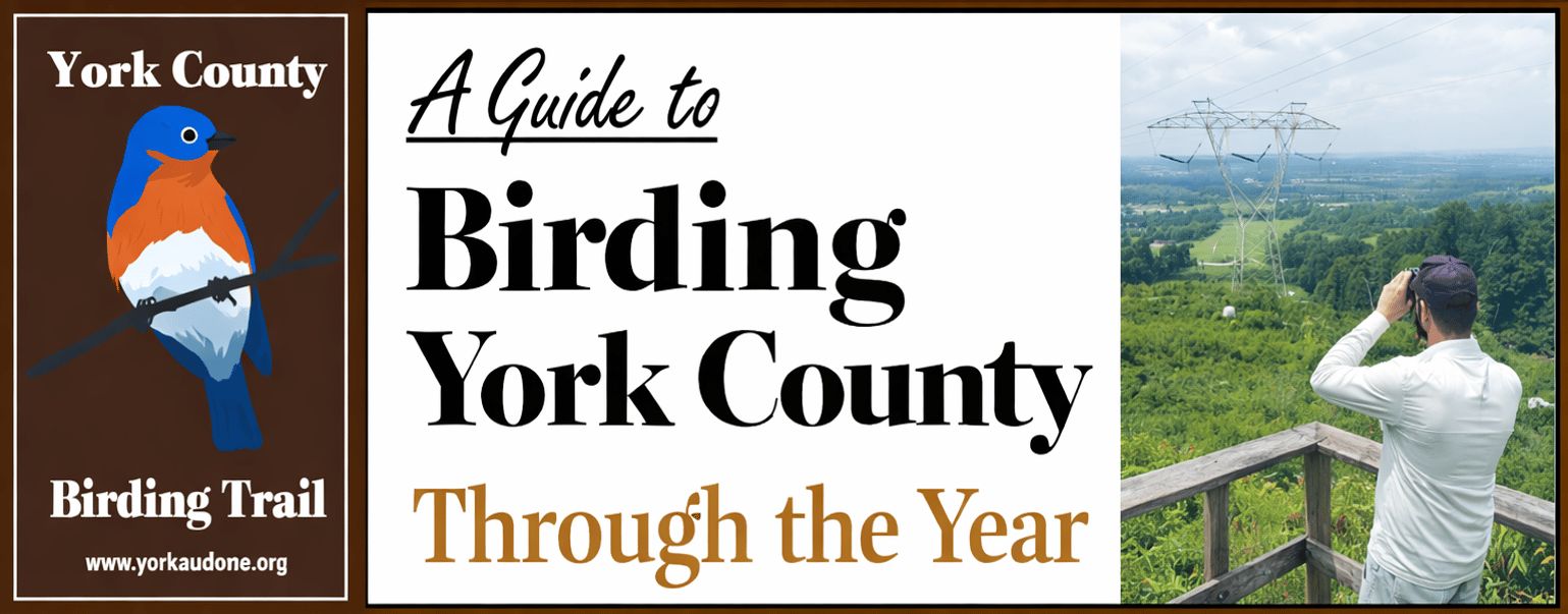 A Guide to Birding York County Through the Year